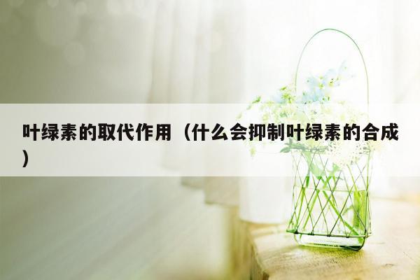 叶绿素的取代作用（什么会抑制叶绿素的合成）